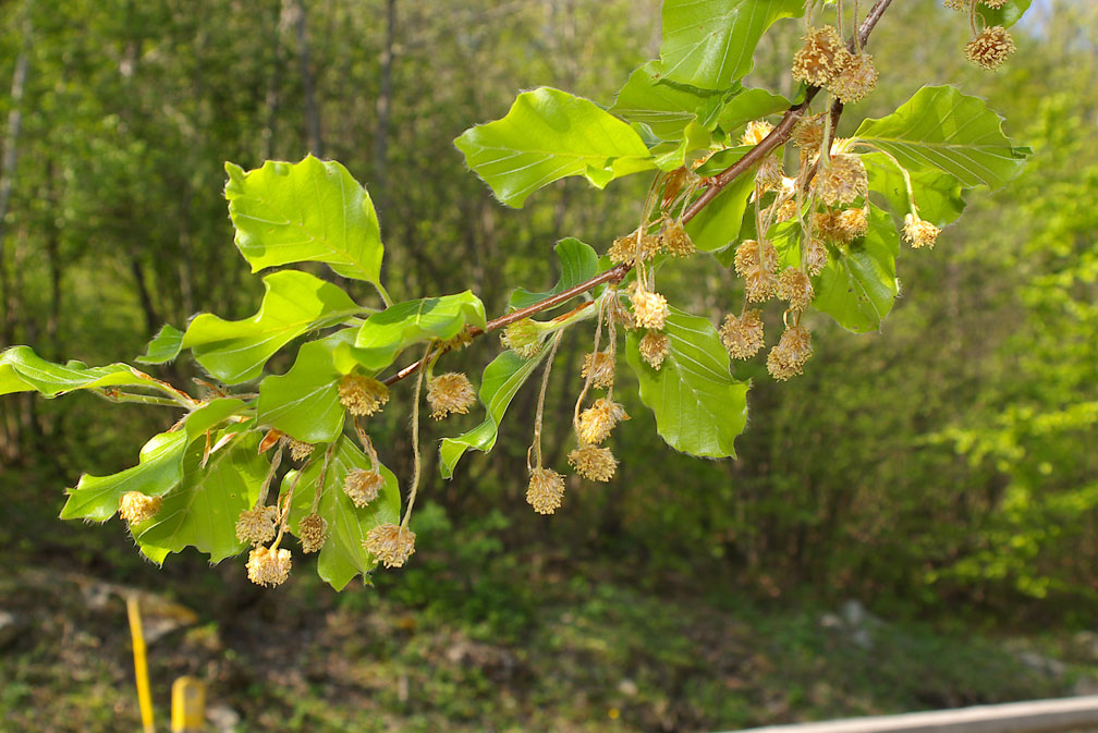 Fagus sylvatica/Faggio